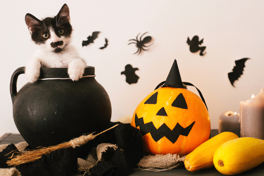 Cat sitting inside cauldron Halloween